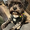 dog, pet, small_dog, bandana, black_fur, indoor, wooden_floor, knees, close_up, looking_up, cute, fur, collar, animal, companion, domestic_animal, paws, expression, canine, friendly