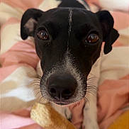 Victoire participe au concours pour gagner de l'argent avec cette photo : animal, bed, black_and_white, blanket, chew_bone, close_up, cozy, curious, cute, dog, ears, fur, indoor, lying_down, paw, pet, portrait, resting, snout, whiskers
