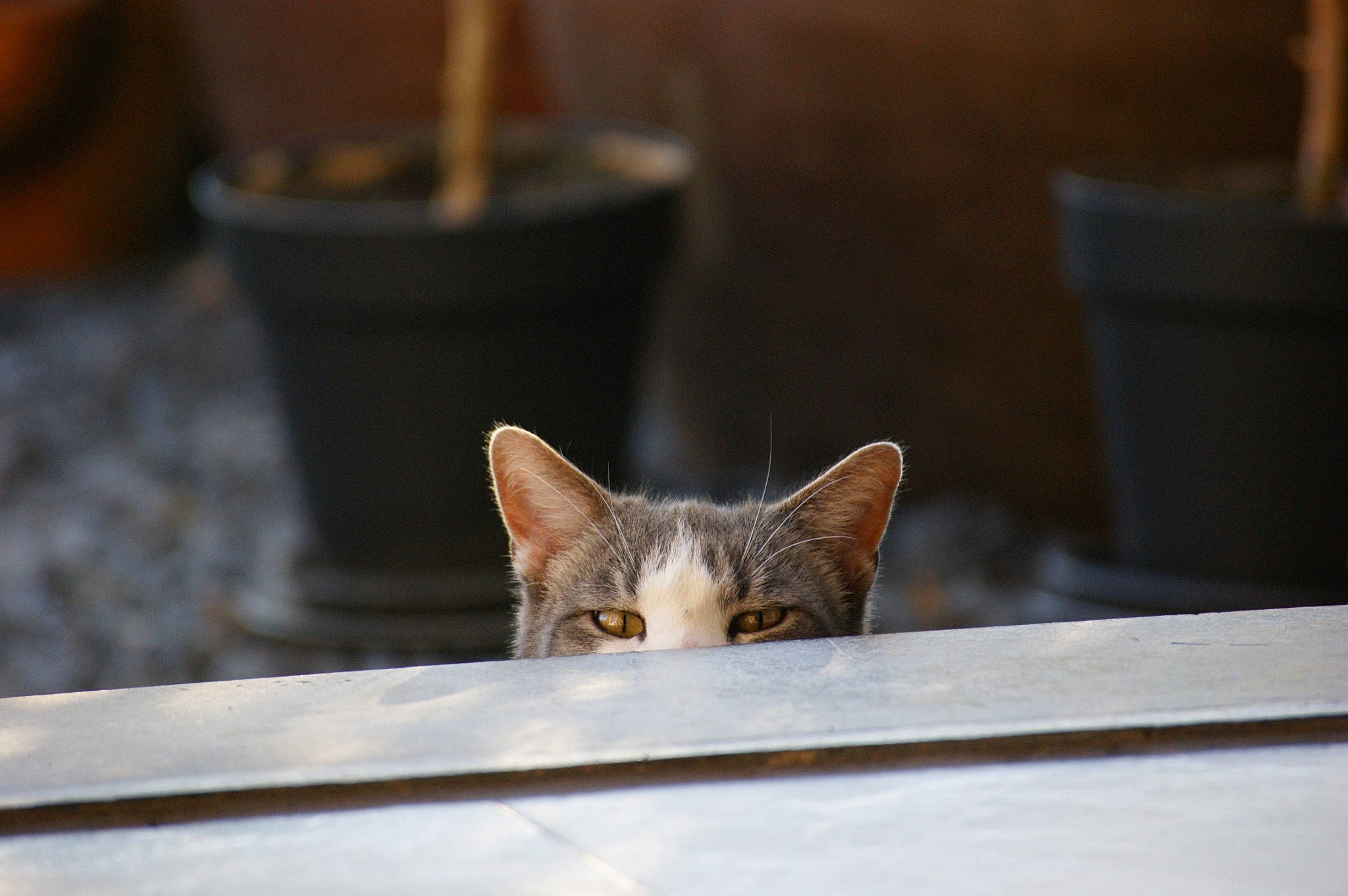 Plof a rejoint le concours — aidez-le/la à gagner de superbes lots ! carnivore, cat, domestic_short_haired_cat, felidae, flowerpot, fur, houseplant, small_to_medium_sized_cats, tail, whiskers, wildlife, window, wood