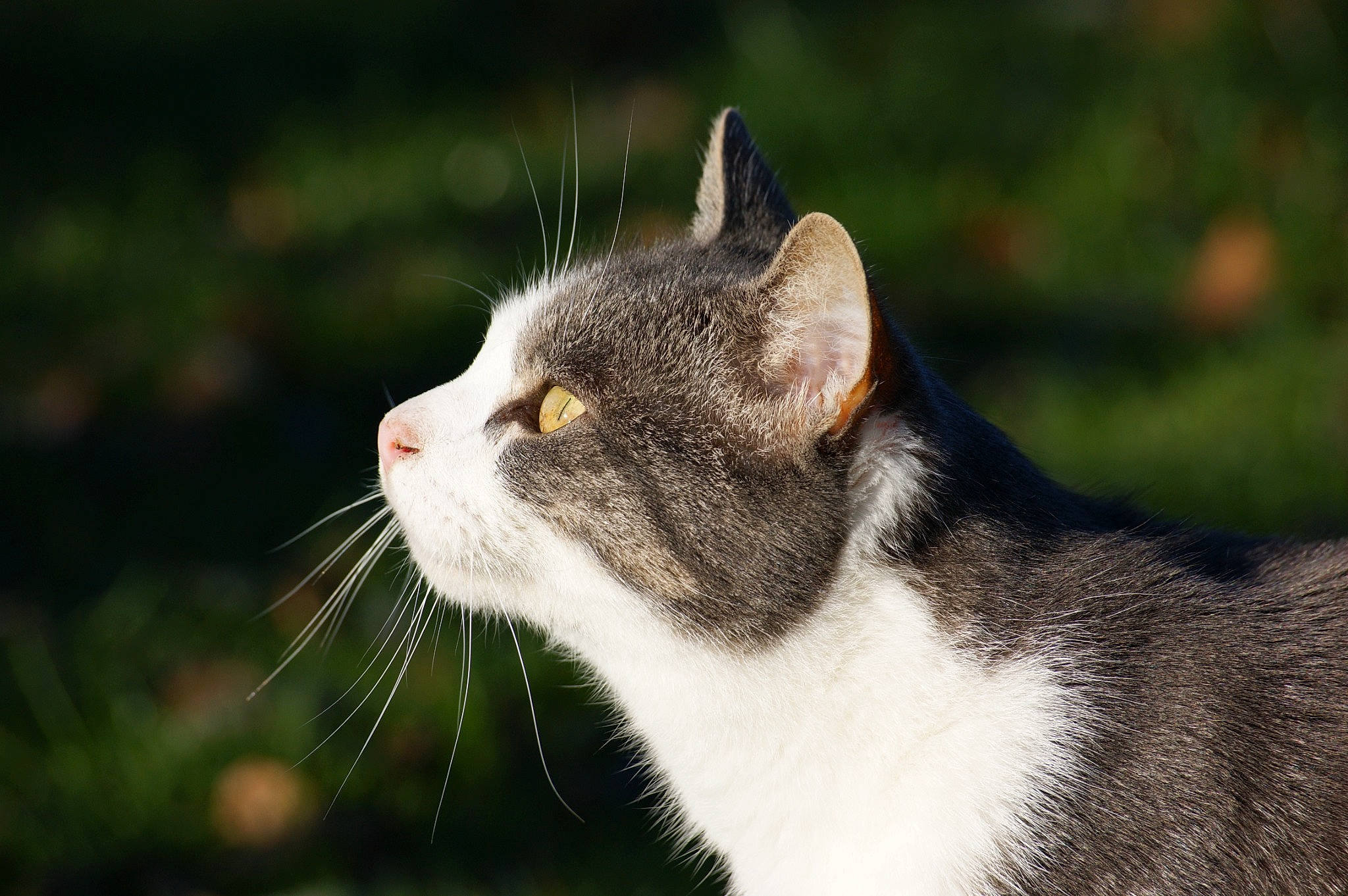 Plof participe au concours pour gagner de l'argent avec cette photo : carnivore, cat, collar, domestic_short_haired_cat, felidae, fur, grass, small_to_medium_sized_cats, snout, tail, terrestrial_animal, whiskers, wildlife