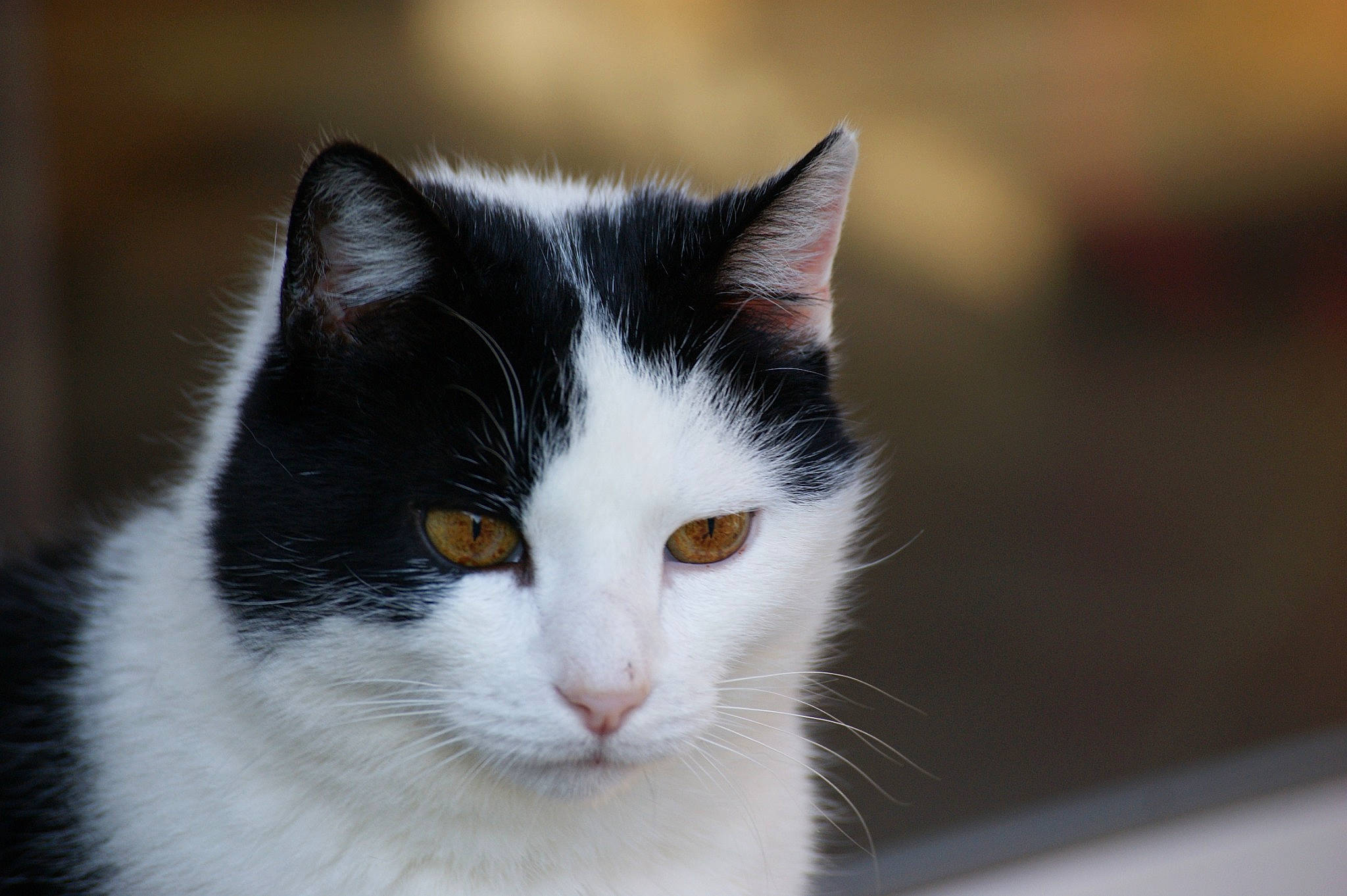 Biscotte a rejoint le concours — aidez-le/la à gagner de superbes lots ! carnivore, cat, domestic_short_haired_cat, eye, felidae, fur, monochrome_photography, paw, small_to_medium_sized_cats, snout, tail, tree, whiskers