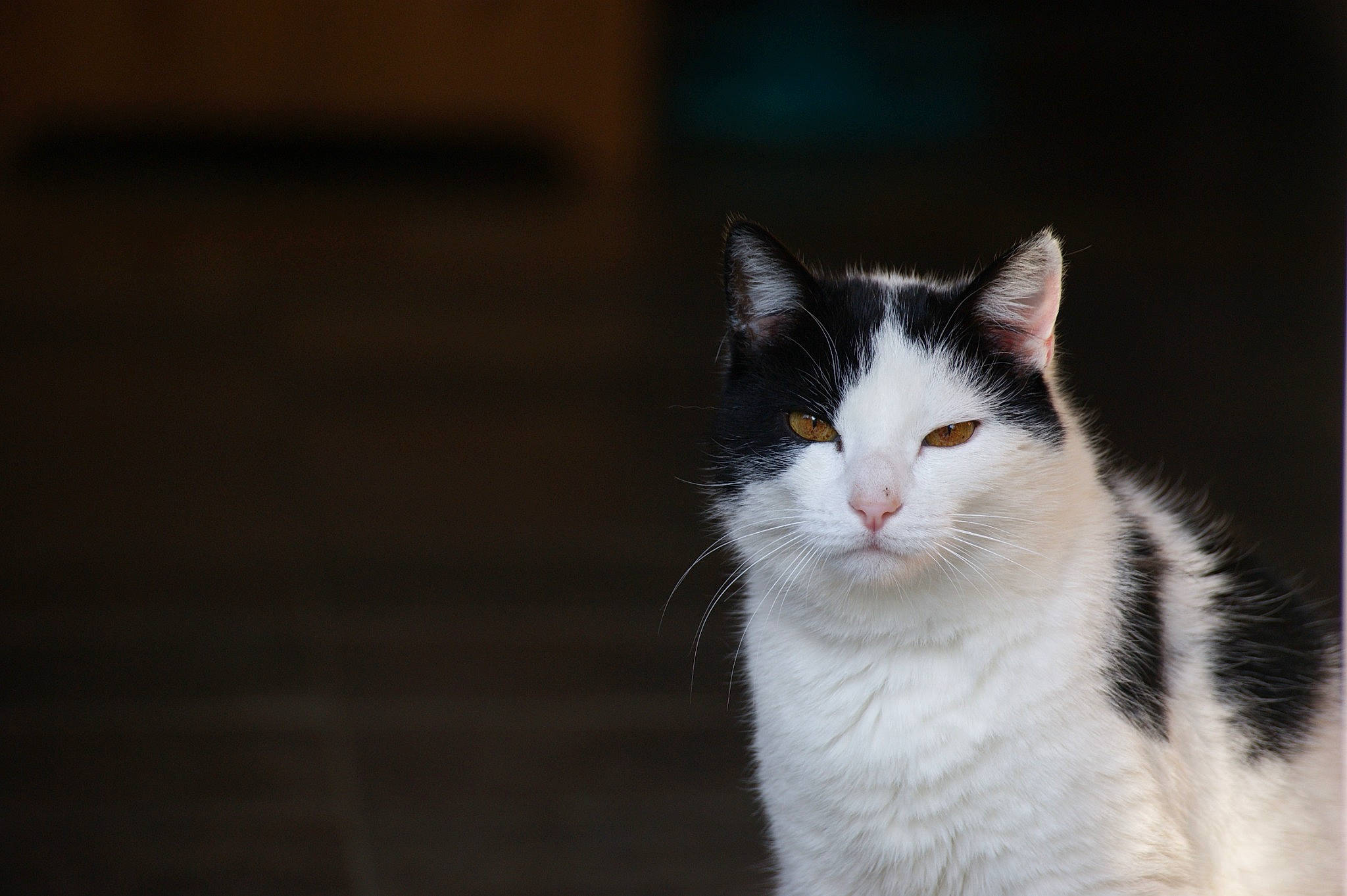 Biscotte a rejoint le concours — aidez-le/la à gagner de superbes lots ! carnivore, cat, domestic_short_haired_cat, eye, felidae, fur, monochrome_photography, paw, small_to_medium_sized_cats, snout, tail, tree, whiskers