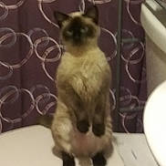 Sofie is registered to the contest to win money with this photo: cat, siamese_cat, bathroom, toilet, shower_curtain, purple, circles, pet, animal, feline, curious, indoor, sitting, fur, whiskers, ears, tail, seat, home, blurry