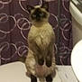 cat, siamese_cat, bathroom, toilet, shower_curtain, purple, circles, pet, animal, feline, curious, indoor, sitting, fur, whiskers, ears, tail, seat, home, blurry