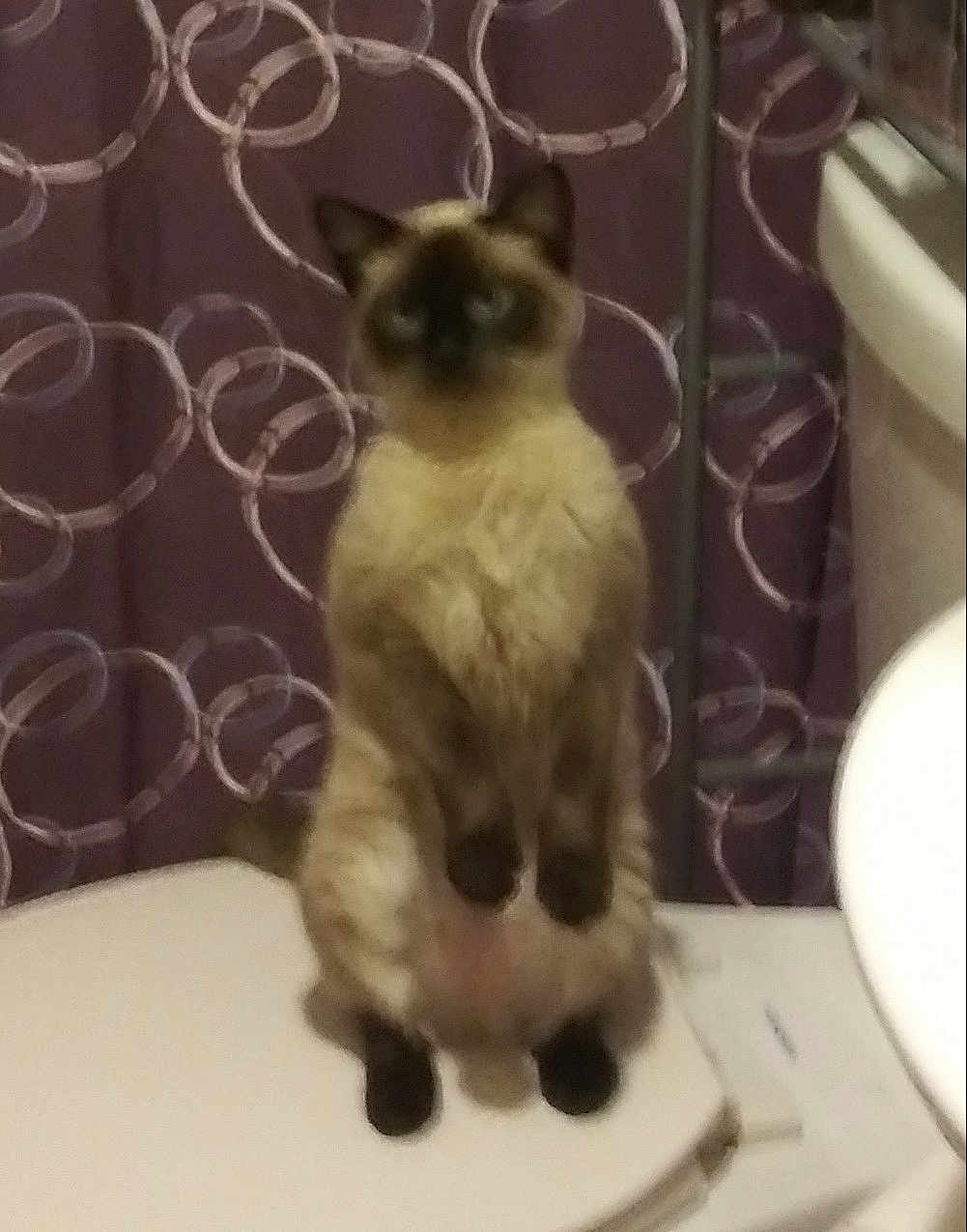 Sofie is registered to the contest to win money with this photo: cat, siamese_cat, bathroom, toilet, shower_curtain, purple, circles, pet, animal, feline, curious, indoor, sitting, fur, whiskers, ears, tail, seat, home, blurry