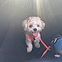 Allie joined the competition — help win amazing prizes! dog, puppy, white_dog, leash, orange_harness, car_interior, floor, shoe, nike, footwear, jeans, sunlight, glow, pet, happy, tongue_out, small_dog, cute, indoor, vehicle