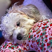 Allie is registered to the contest to win money with this photo: dog, white_dog, curly_fur, pet, resting, cozy, fabric, pattern, strawberries, red, green, pink, cute, closeup, animal, domestic_animal, indoor, soft_focus, sleepy, companion