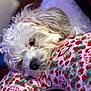 dog, white_dog, curly_fur, pet, resting, cozy, fabric, pattern, strawberries, red, green, pink, cute, closeup, animal, domestic_animal, indoor, soft_focus, sleepy, companion