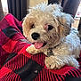 Allie is registered to the contest to win money with this photo: dog, puppy, fluffy, white_fur, curly_fur, tongue_out, happy, blanket, red_blanket, black_pattern, indoor, curtains, pet, cute, small_dog, collar, fur, close_up, relaxed, animal