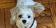 Allie is registered to the contest to win money with this photo: dog, puppy, white_fur, curly_fur, pet, looking_up, floor, parquet_floor, indoor, small_dog, cute, adorable, animal, ears, tail, collar, domestic_animal, canine, fur, friendly