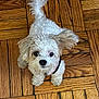 dog, puppy, white_fur, curly_fur, pet, looking_up, floor, parquet_floor, indoor, small_dog, cute, adorable, animal, ears, tail, collar, domestic_animal, canine, fur, friendly
