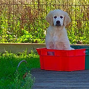 Aika participe au concours pour gagner de l'argent avec cette photo : puppy, dog, golden_retriever, crate, red_crate, grass, outdoor, fence, wooden_deck, greenery, pet, animal, cute, young_dog, canine, nature, sunlight, garden, sitting, adorable