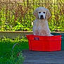 adorable, animal, canine, crate, cute, dog, fence, garden, golden_retriever, grass, greenery, nature, outdoor, pet, puppy, red_crate, sitting, sunlight, wooden_deck, young_dog