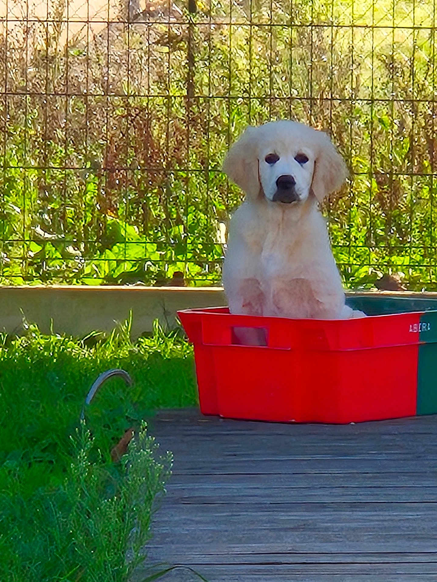 Aika participe au concours pour gagner de l'argent avec cette photo : puppy, dog, golden_retriever, crate, red_crate, grass, outdoor, fence, wooden_deck, greenery, pet, animal, cute, young_dog, canine, nature, sunlight, garden, sitting, adorable