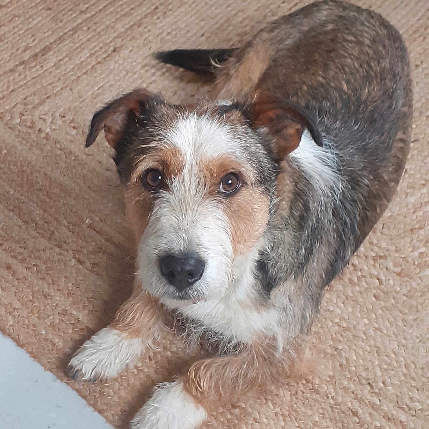Loki a rejoint le concours — aidez-le/la à gagner de superbes lots ! dog, pet, animal, fur, brown, white, gray, paw, cute, looking_up, laying, indoors, carpet, texture, canine, scruffy, ears, face, nose, relaxed