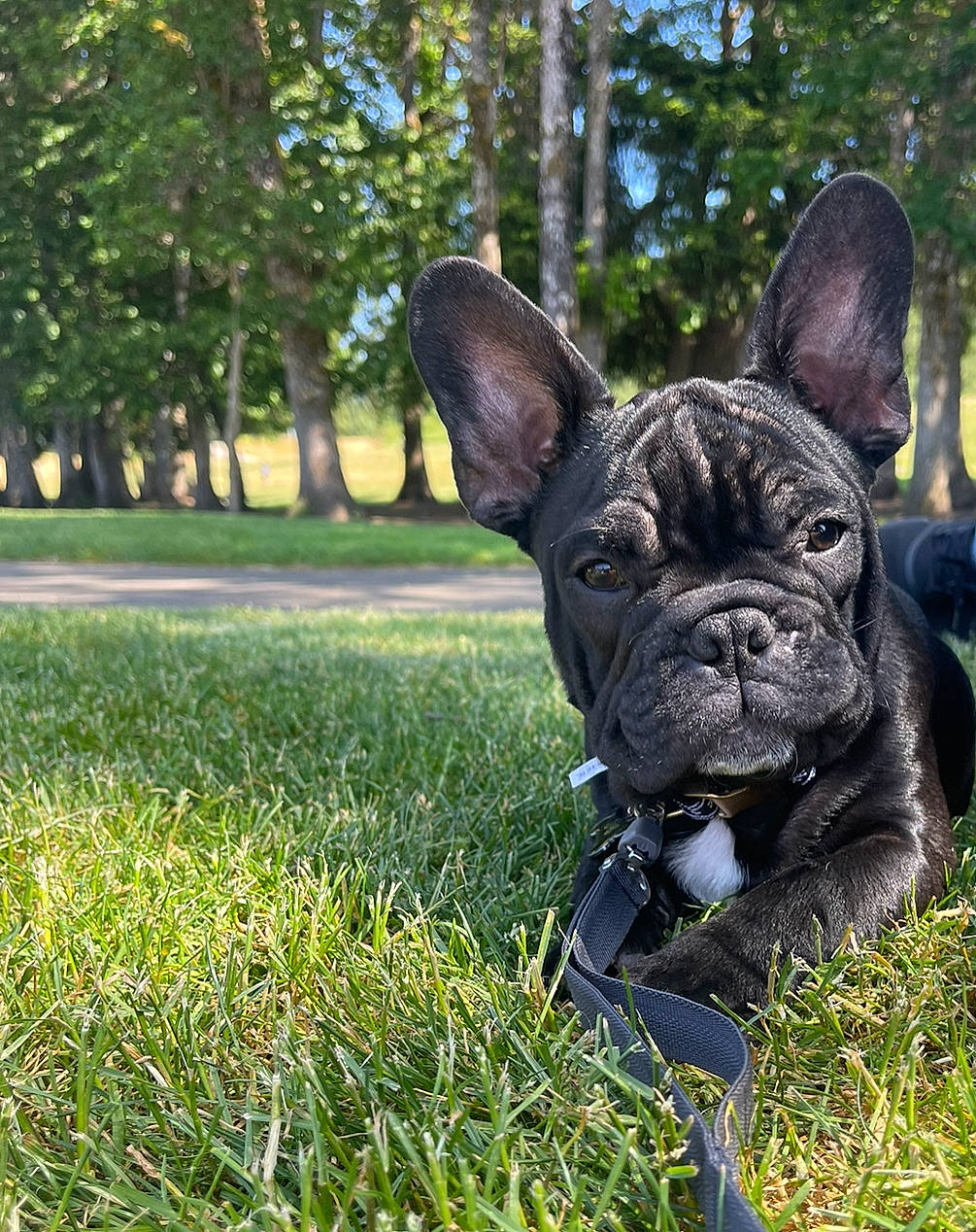 Zeke is registered to the contest to win money with this photo: bulldog, canidae, carnivore, collar, companion_dog, dog, dog_breed, dog_collar, ear, fawn, grass, plant, sculpture, snout, sporting_group, terrestrial_animal, toy_dog, tree, whiskers, working_animal