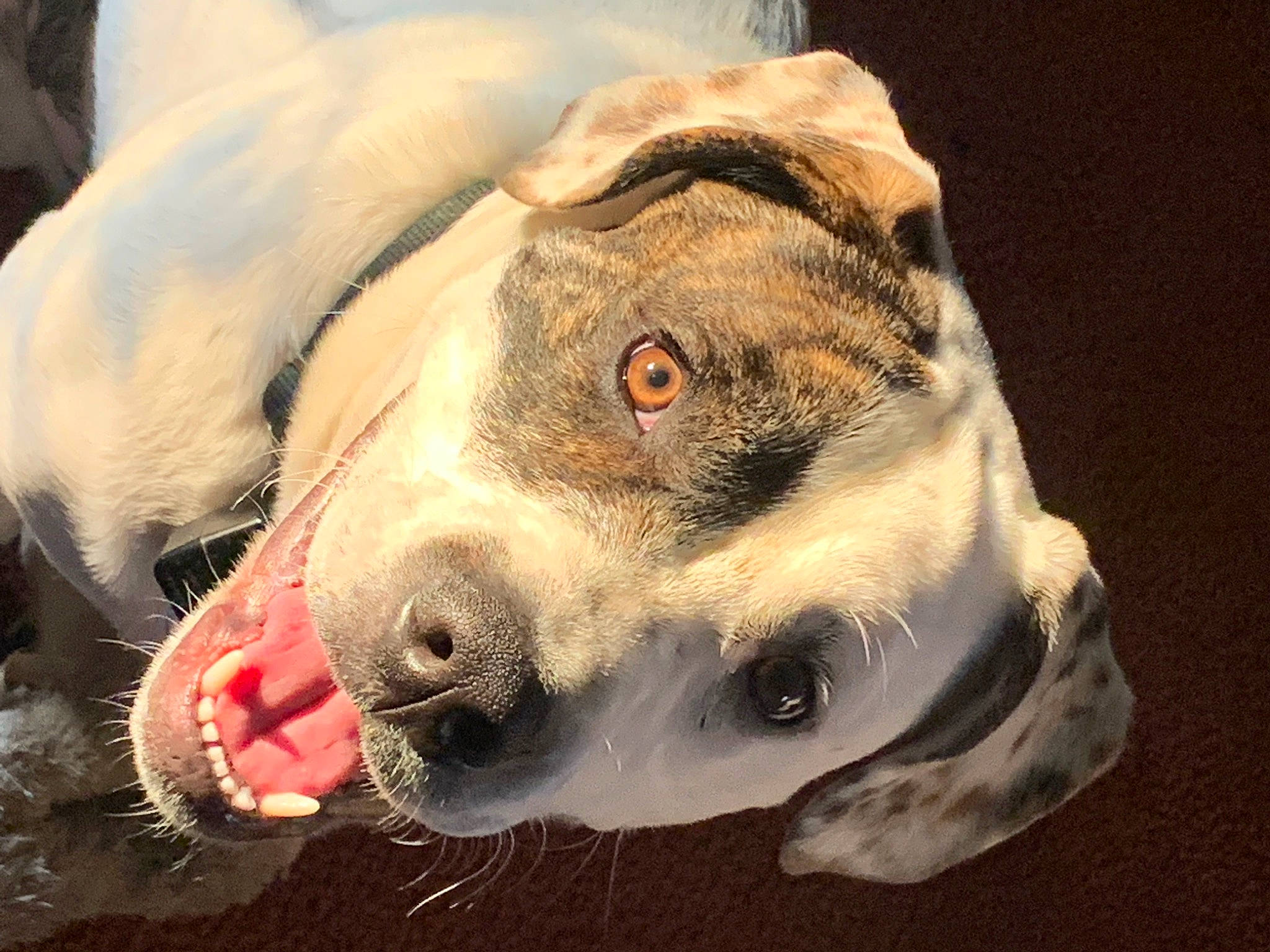 Chunky joined the competition — help win amazing prizes! canidae, carnivore, close_up, collar, companion_dog, dog, dog_breed, dog_collar, dog_supply, fang, fawn, fur, jaw, leash, paw, snout, sporting_group, terrestrial_animal, whiskers, working_animal