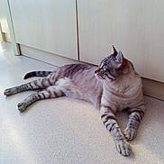 Bébé participe au concours pour gagner de l'argent avec cette photo : blue_eyes, cabinet, cat, curious, domestic_animal, feline, floor, indoor, light, looking_away, lying_down, paws, pet, quiet, relaxed, shadow, side_view, striped, tail, whiskers