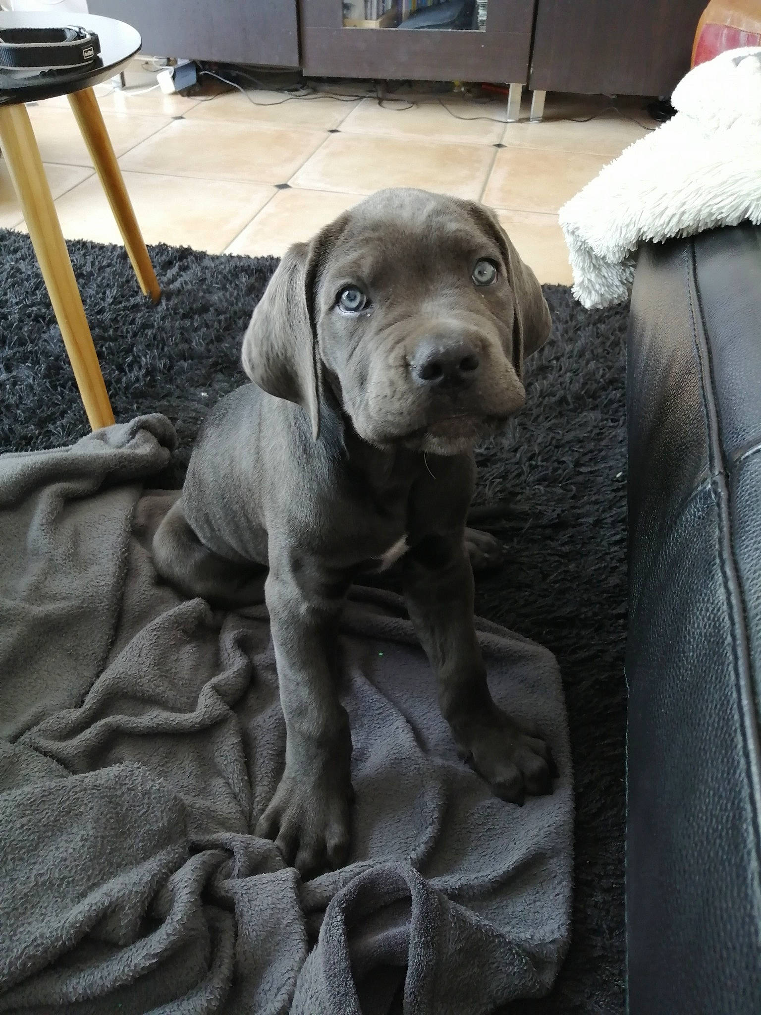 Paddy a rejoint le concours — aidez-le/la à gagner de superbes lots ! canidae, carnivore, companion_dog, dog, dog_breed, fawn, great_dane, mammal, pointing_breed, puppy, snout, sporting_group, vertebrate, vizsla, weimaraner