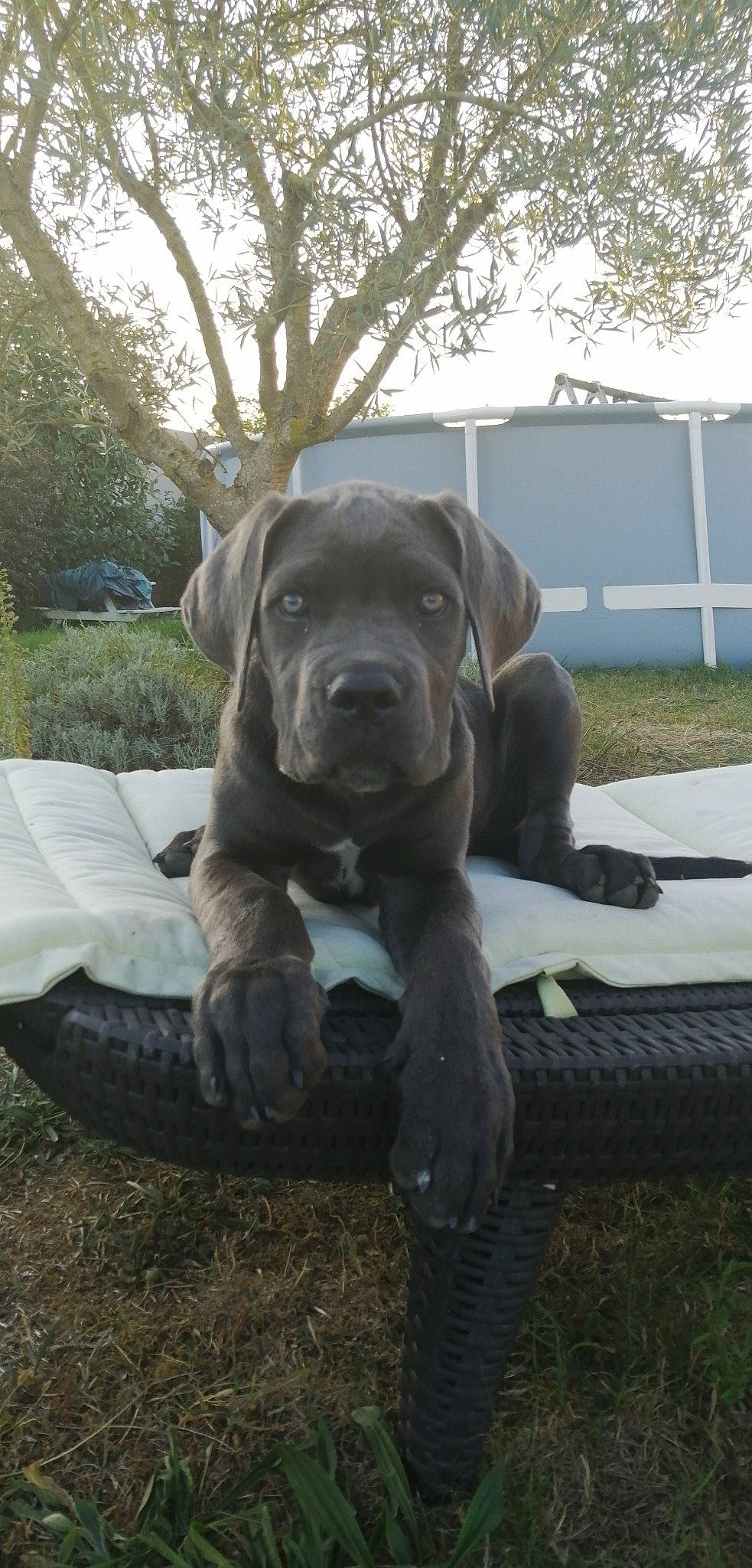 Paddy a rejoint le concours — aidez-le/la à gagner de superbes lots ! bandog, boerboel, cane_corso, canidae, carnivore, dog, dog_breed, fawn, great_dane, guard_dog, mammal, molosser, non_sporting_group, snout, sporting_group, vertebrate