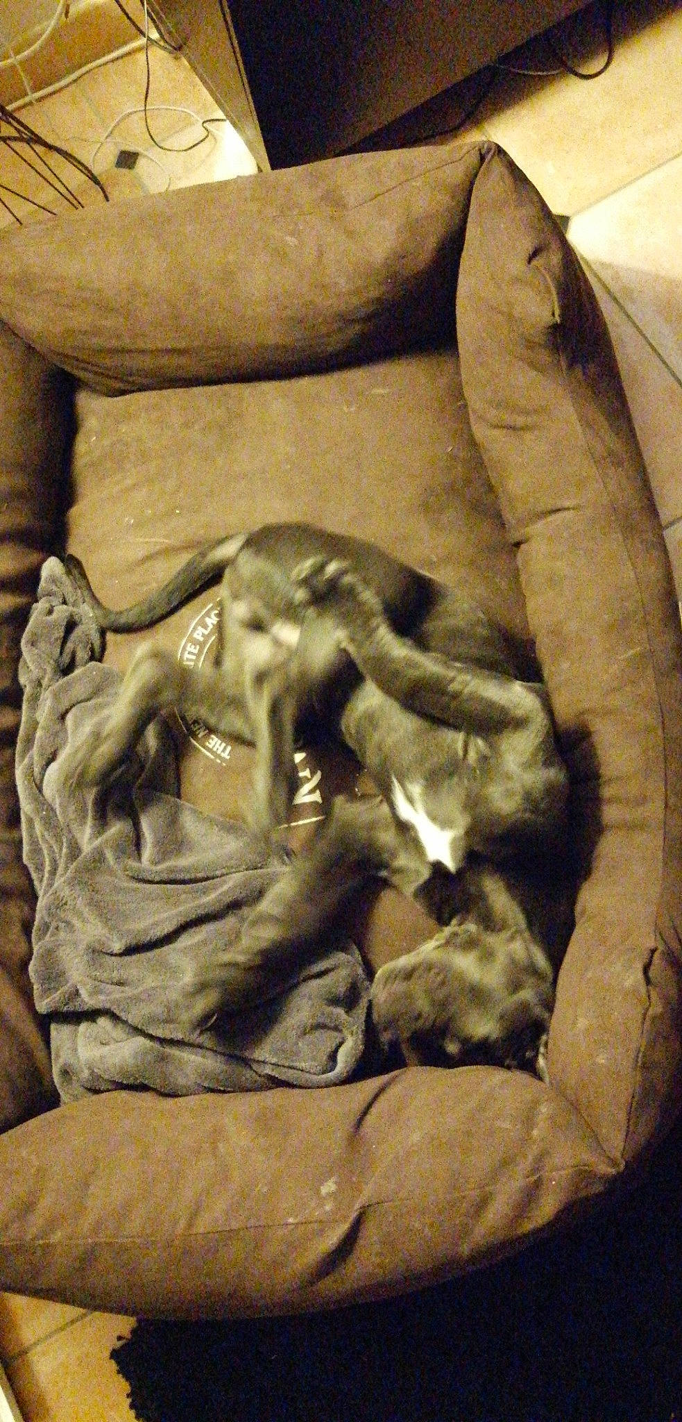 Paddy a rejoint le concours — aidez-le/la à gagner de superbes lots ! art, carving, sculpture