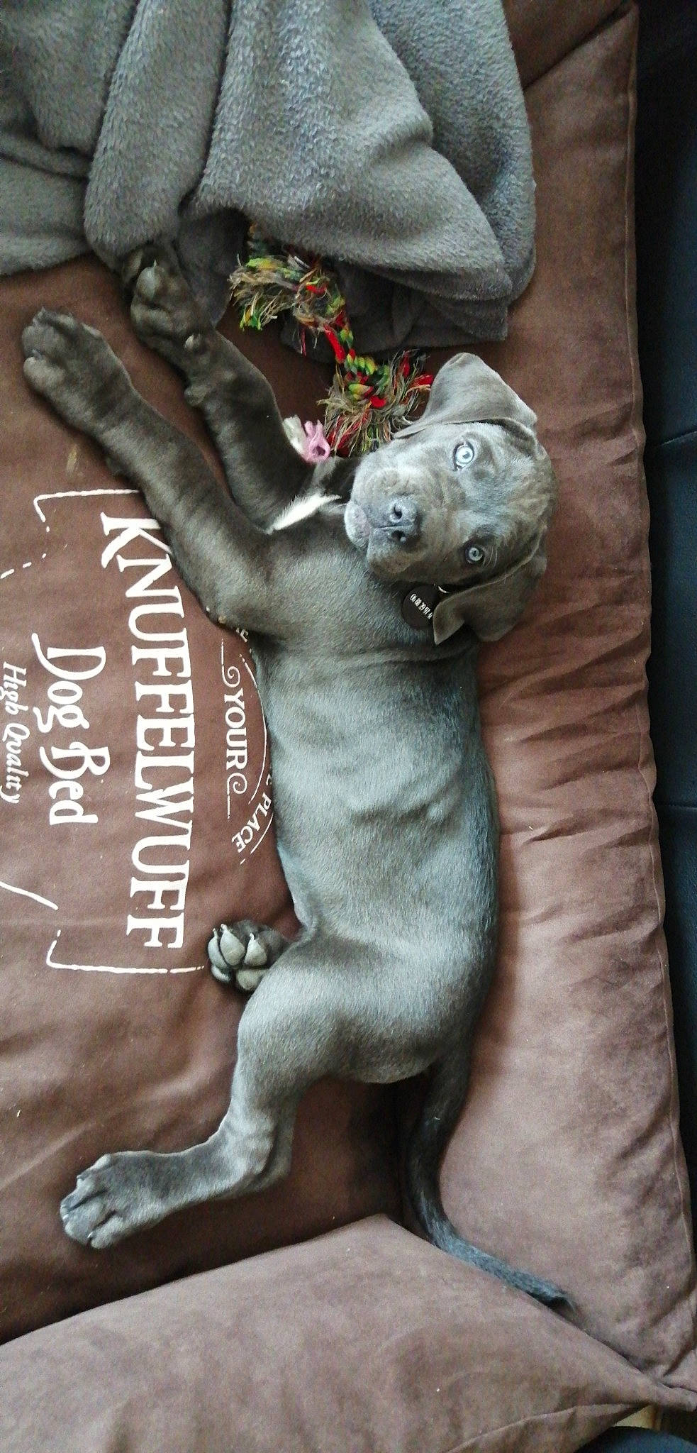 Paddy participe au concours pour gagner de l'argent avec cette photo : art, fictional_character, plant, sculpture, statue