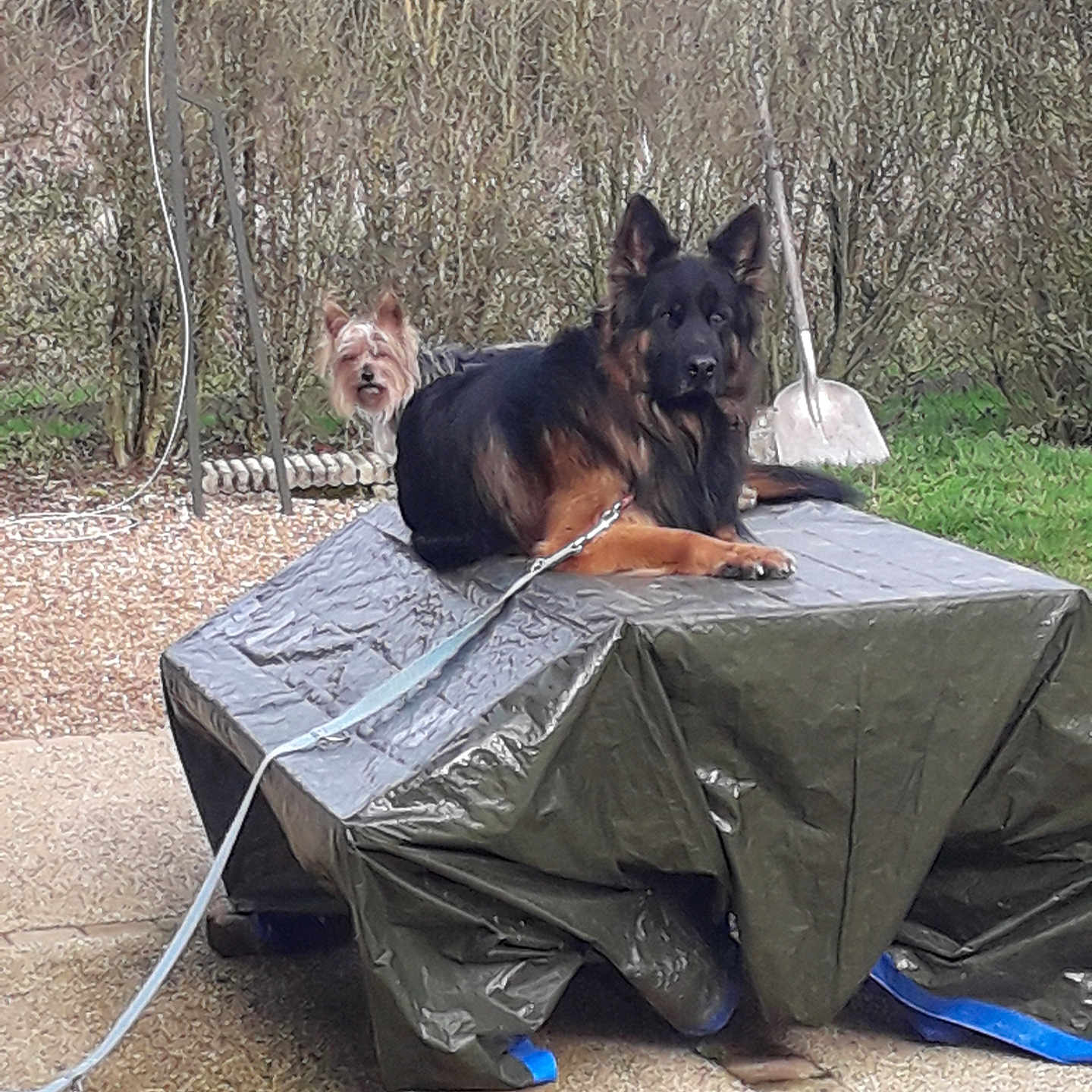 Tempo a rejoint le concours — aidez-le/la à gagner de superbes lots ! dog, german_shepherd, small_dog, leash, covered_table, garden, backyard, grass, bushes, outdoor, concrete, shovel, wood, rope, pets, animals, nature, resting, curious, daytime