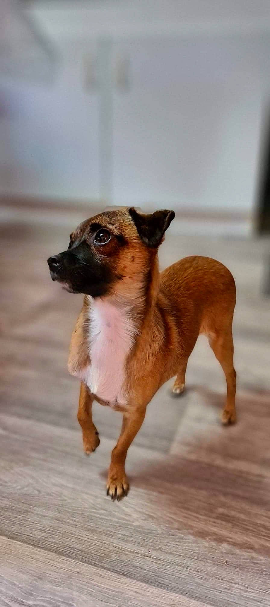Phoebe participe au concours pour gagner de l'argent avec cette photo : canidae, carnivore, chihuahua, companion_dog, dog, dog_breed, fawn, flooring, fur, paw, puppy, snout, tail, terrestrial_animal, terrier, toy_dog, whiskers, wood, working_animal, working_dog