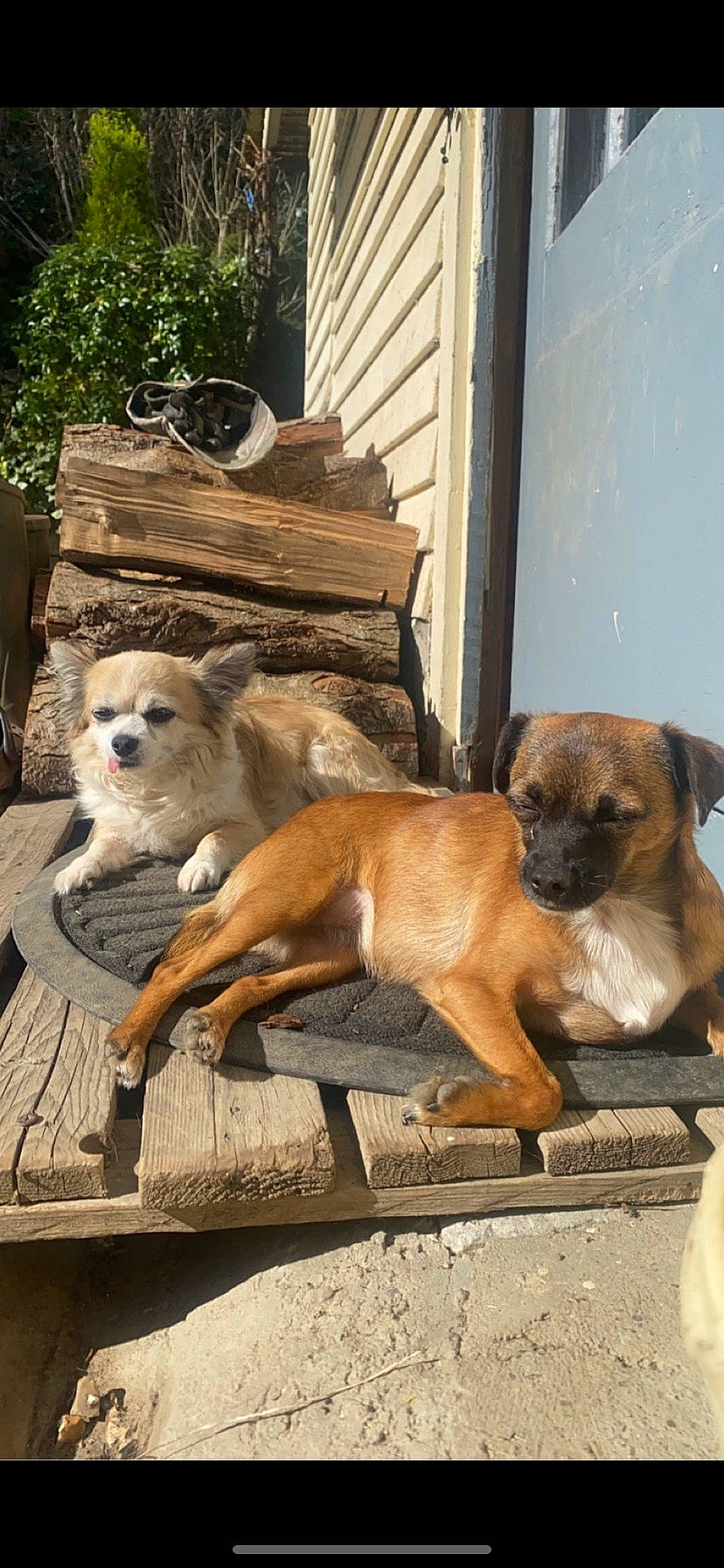 Phoebe a rejoint le concours — aidez-le/la à gagner de superbes lots ! canidae, carnivore, companion_dog, dog, dog_breed, fawn, house, plant, snout, sporting_group, street_dog, tail, tree, wood, working_dog