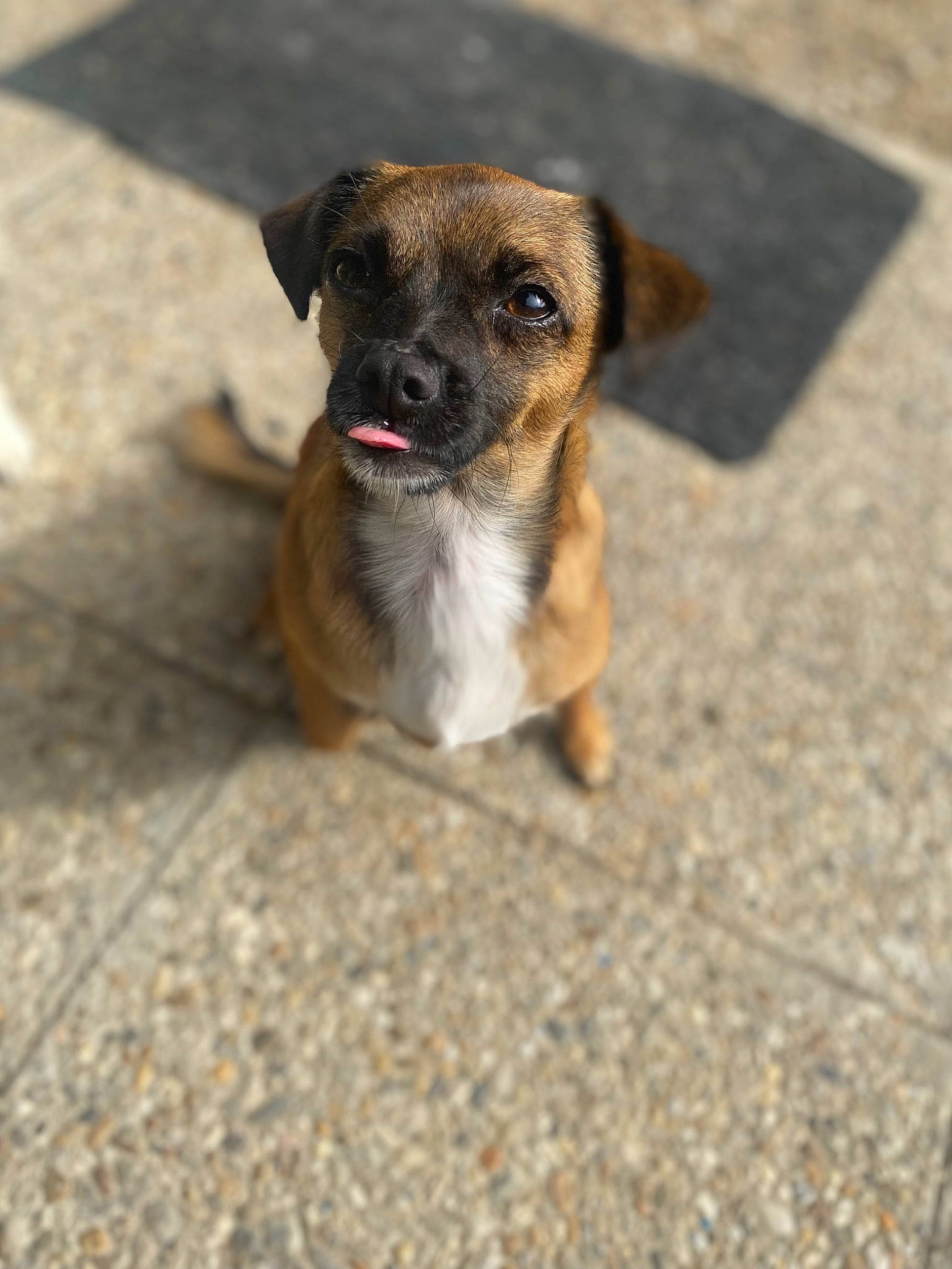 Phoebe participe au concours pour gagner de l'argent avec cette photo : ancient_dog_breeds, asphalt, carnivore, companion_dog, dog, dog_breed, fur, paw, road_surface, street_dog, terrestrial_animal, toy_dog, whiskers, working_dog