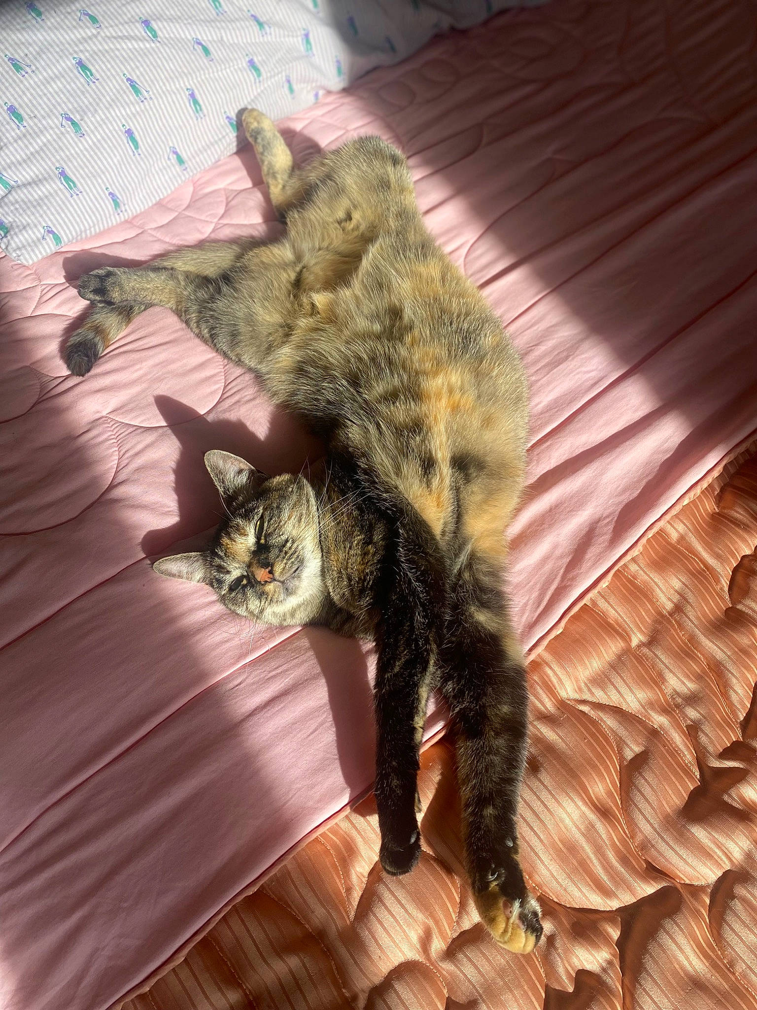 Nala participe au concours pour gagner de l'argent avec cette photo : canidae, carnivore, cat, claw, comfort, domestic_short_haired_cat, fawn, felidae, flooring, fur, gesture, hardwood, human_leg, pattern, paw, plant, small_to_medium_sized_cats, tail, whiskers, wood