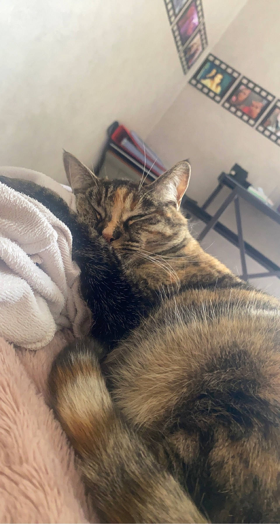 Nala a rejoint le concours — aidez-le/la à gagner de superbes lots ! carnivore, cat, claw, cloud, comfort, domestic_short_haired_cat, felidae, fur, nap, paw, picture_frame, sleep, small_to_medium_sized_cats, snout, tail, whiskers