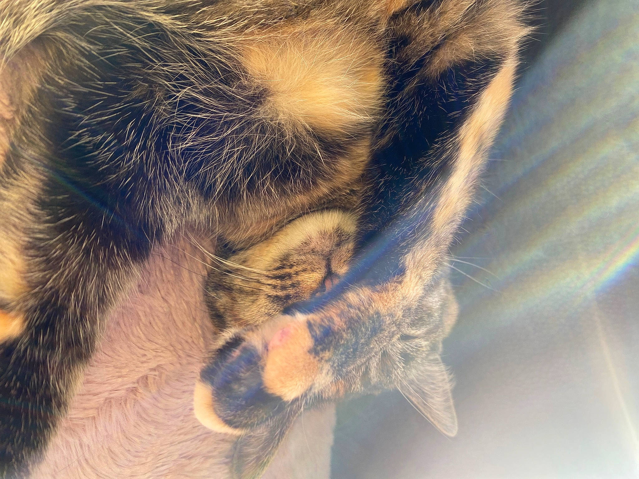 Nala a rejoint le concours — aidez-le/la à gagner de superbes lots ! beard, carnivore, cat, claw, close_up, cloud, domestic_short_haired_cat, eyelash, facial_hair, felidae, human_leg, leg, paw, sky, small_to_medium_sized_cats, street_light, tail, terrestrial_animal, tree, whiskers