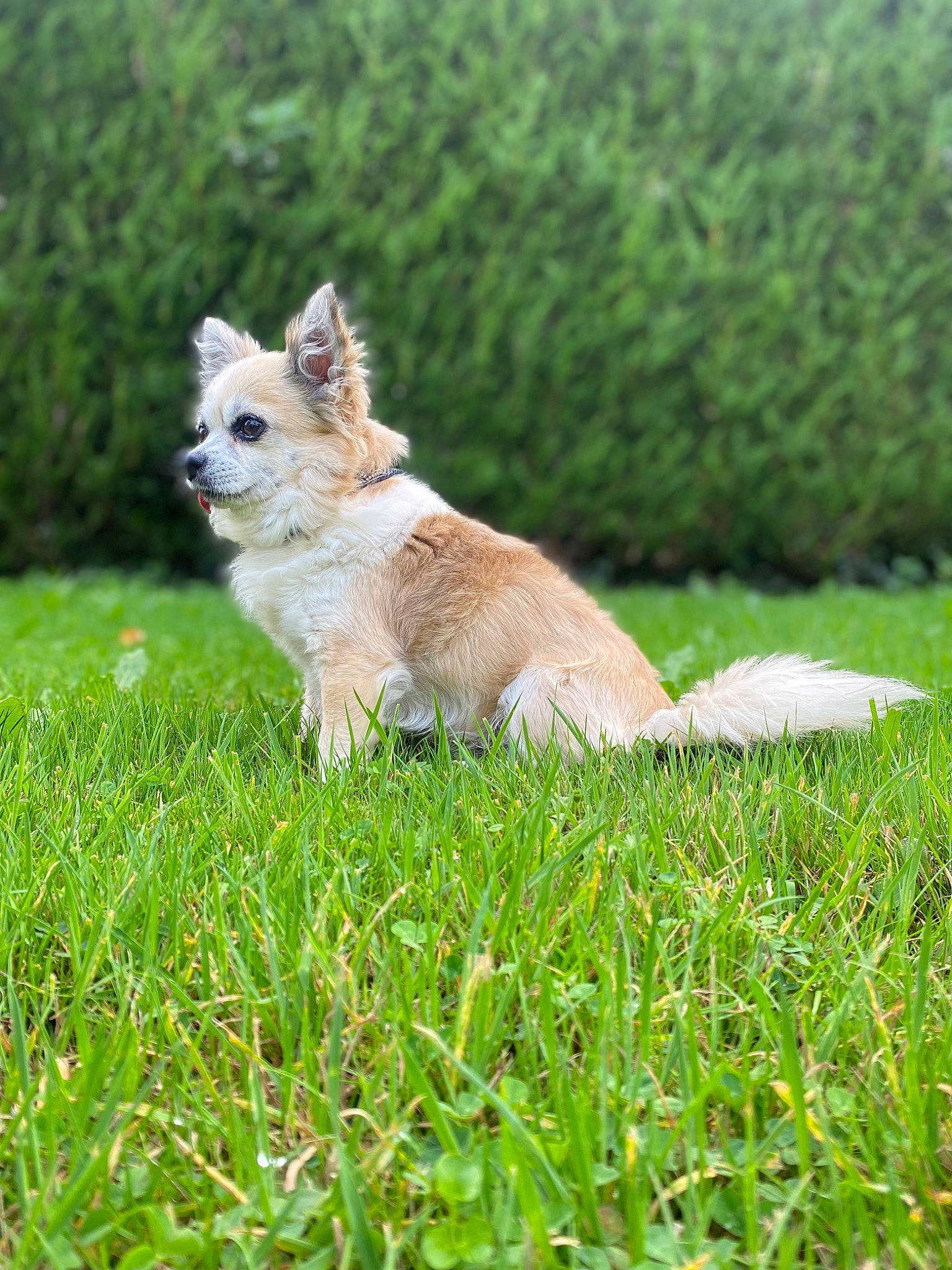 Yochie participe au concours pour gagner de l'argent avec cette photo : carnivore, companion_dog, dog_breed, fawn, felidae, grass, grassland, groundcover, pasture, plant, tail, terrestrial_animal, whiskers, wildlife