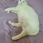 Snowball is registered to the contest to win money with this photo: cat, white_cat, pet, animal, feline, lying_down, relaxed, paw_pads, fur, indoor, blanket, purple_blanket, cozy, cute, domestic_animal, resting, soft_texture, whiskers, ears, pink_nose