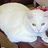 Snowball is registered to the contest to win money with this photo: cat, white_cat, pet, animal, feline, table, wooden_table, indoor, cozy, home, furniture, yellow_eyes, looking, cute, resting, domestic_cat, mammal, whiskers, ears, paw