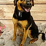 dog, black_and_tan, sitting, cushion, tufted, wooden_wall, flowers, pet, indoor, collar, happy, portrait, animal, cute, fur, ears, tail, smiling, background, domestic