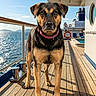 Bell joined the competition — help win amazing prizes! dog, canine, pet, outdoor, deck, wooden_floor, ship, ocean, sea, water, blue_sky, sunny, collar, animal, travel, vacation, pool, lifebuoy, morning, nature