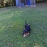 dog, grass, lawn, outdoor, chewing, toy, fence, dog_house, blue, greenery, trees, sunlight, shadows, pet, animal, playful, canine, yard, nature, daytime