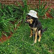 Bell joined the competition — help win amazing prizes! dog, grass, hat, chain_leash, brick_wall, greenery, plants, outdoor, pet, canine, sitting, nature, leafy, casual, daylight, cute, animal, garden, fur, portrait