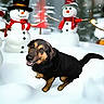 dog, snow, snowman, winter, scarf, top_hat, outdoor, festive, holiday, happy, animal, canine, cold, forest, seasonal, smiling, snowfall, decoration, cute, nature
