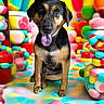 dog, animal, tongue_out, colorful, playful, surreal, candy_like, bright_colors, sitting, cute, pet, indoor, abstract_background, multicolored, rounded_shapes, fun, vibrant, smiling, closeup, portrait