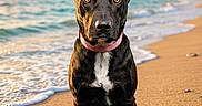 Secret is registered to the contest to win money with this photo: dog, beach, sand, sunset, water, waves, collar, black_dog, sea, sky, clouds, sunlight, outdoor, animal, pet, sitting, nature, shore, portrait, calm