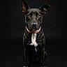 dog, black_dog, pet, animal, portrait, studio, collar, sitting, looking_at_camera, black_background, ears_up, alert, canine, fur, white_chest, domestic_animal, pet_portrait, young_dog, studio_lighting, isolated