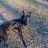 dog, black_dog, leash, grass, leaves, outdoor, pet, animal, canine, alert, sunlight, nature, ears, eyes, standing, curious, daylight, ground, shadow, walk