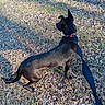 dog, black_dog, leash, collar, grass, leaves, outdoor, pet, animal, nature, daylight, side_view, alert, standing, canine, fall, shadow, ground, walking, park