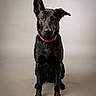 dog, black_dog, pet, sitting, red_collar, portrait, studio, animal, canine, ears, fur, looking_at_camera, isolated_background, indoor, alert, cute, domestic_animal, friendly, companion, one_ear_up