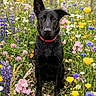 dog, black_dog, wildflowers, meadow, outdoor, nature, flower_field, sitting, pet, animal, colorful, ears, red_collar, grass, spring, summer, plants, flora, portrait, canine