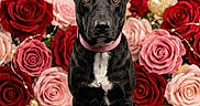 Secret joined the competition — help win amazing prizes! animal, black_dog, cute, decor, dog, fairy_lights, festive, flower_arrangement, heart_decorations, indoor, love_theme, pet, pink_collar, pink_roses, portrait, red_roses, roses, sitting, valentine_banner, valentines_day