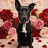 dog, black_dog, pink_collar, roses, red_roses, pink_roses, valentine_banner, heart_decorations, fairy_lights, flower_arrangement, portrait, sitting, cute, pet, love_theme, valentines_day, indoor, decor, animal, festive